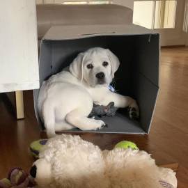 simpatici cuccioli di labrador maschi e femmine in cerca di