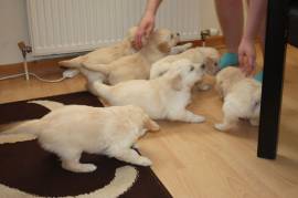 Cuccioli di Golden Retriever disponibili ora
