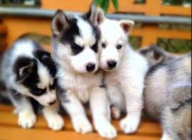 Disponibili cuccioli di Siberian Husky sani