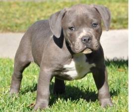 Cuccioli di Staffordshire Bull terrier blu