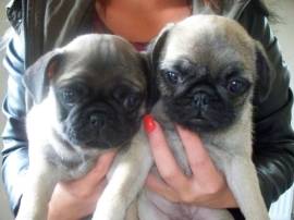 bellissimi Carlino cuccioli 