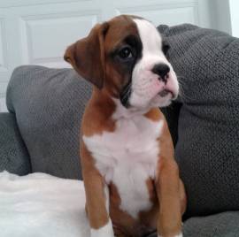 dispone di cuccioli boxer