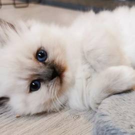 Gatti Ragdoll sani