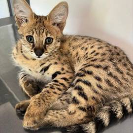 Disponibili splendidi cuccioli di Serval e savannah