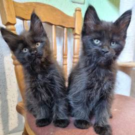 Disponibili cuccioli di gatto razza Maine Coon