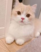 Scottish straight di 3 mesi