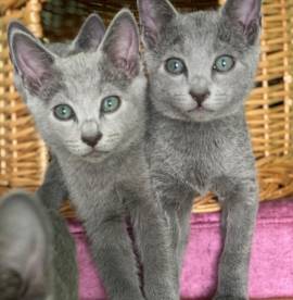 Gatti Russia Blue sani