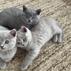 Disponibili cuccioli di gatto razza British shorthair