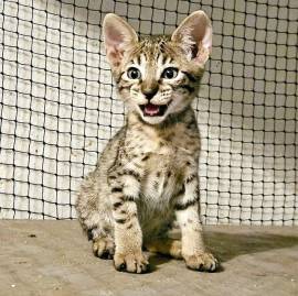 Disponibili di cuccioli di savannah