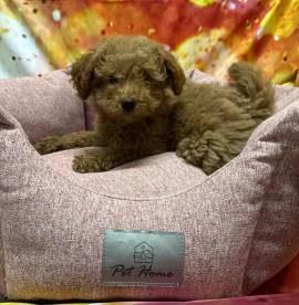  cucciola di Barboncino albicocca femmina