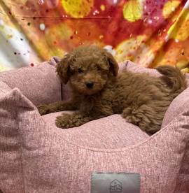  cucciola di Barboncino albicocca femmina