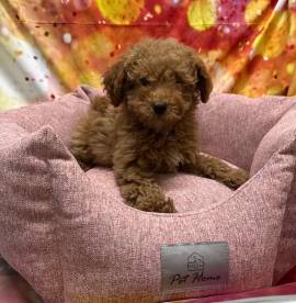  cucciola di Barboncino albicocca femmina