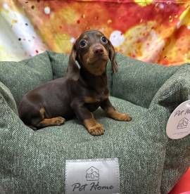 cucciolo di Bassotto cioccolato maschio 