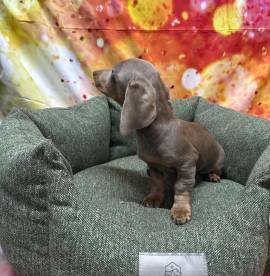 cucciolo di Bassotto isabella maschio