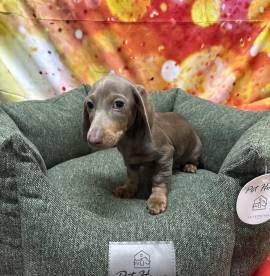 cucciolo di Bassotto isabella maschio