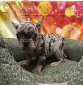 cucciolo di Bouledogue Francese blu merle maschio 