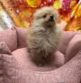 cucciola di Volpino di Pomerania crema femmina