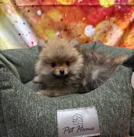 cucciolo di Volpino di Pomerania fulvo maschio