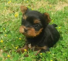 Cuccioli di Yorkshire