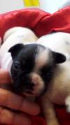 Cuccioli di Bouledogue Francese