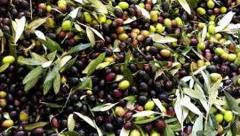 Olio Extravergine di oliva BIO della Tuscia (Viterbo) raccolta dicembre 2020