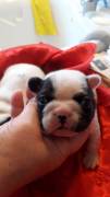 Cuccioli di Bouledogue Francese