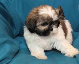 CUCCIOLI SHIH-TZU