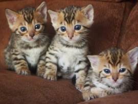 Disponibili bellissimi gattini bengala