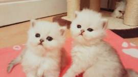Disponibili gattini persiani maschi e femmine