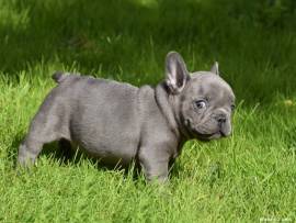 Cuccioletto di bulldog francese 