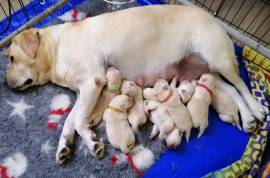 Cucciolo Labrador