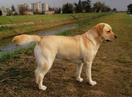 Cucciolo Labrador