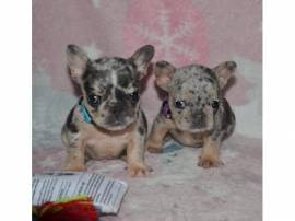 Disponibili cuccioli di bulldog francese