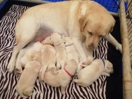 Cucciolo Labrador