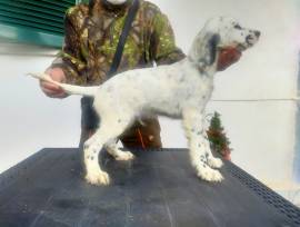 Cucciolo setter inglese