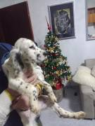 Cucciolo setter inglese