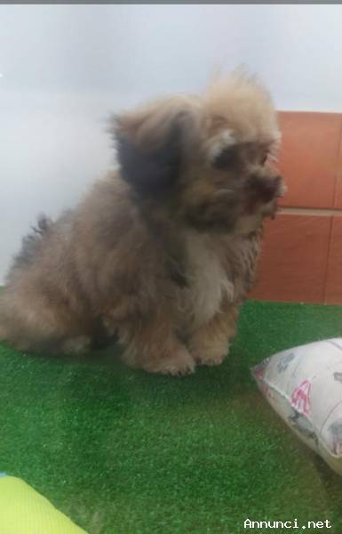 Cuccioli di Maltipoo