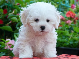 Cuccioli di Bolognese