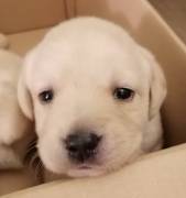 Cucciolo Labrador