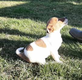 JACK RUSSELL TERRIER CUCCIOLI