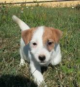 JACK RUSSELL TERRIER CUCCIOLI