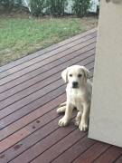 LABRADOR RETRIEVER MIELE CUCCIOLI