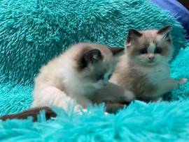 CUCCIOLI RAGDOLL DOLCISSIMI E BELLISSIMI CON PEDIGREE