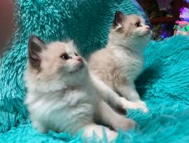 CUCCIOLI RAGDOLL DOLCISSIMI E BELLISSIMI CON PEDIGREE