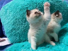 CUCCIOLI RAGDOLL DOLCISSIMI E BELLISSIMI CON PEDIGREE