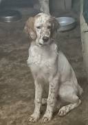 Cucciolo setter inglese 