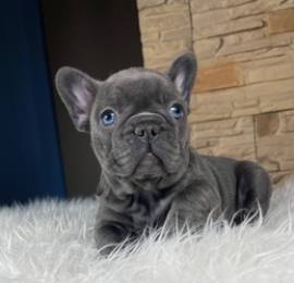 Cuccioli di Bulldog francese gratuiti in adozione
