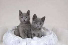Adorabili gattini blu di Russia