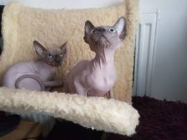 Sphynx Kittens Blue Eyes pronto ora