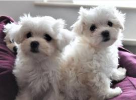 Cuccioli di maltese toy